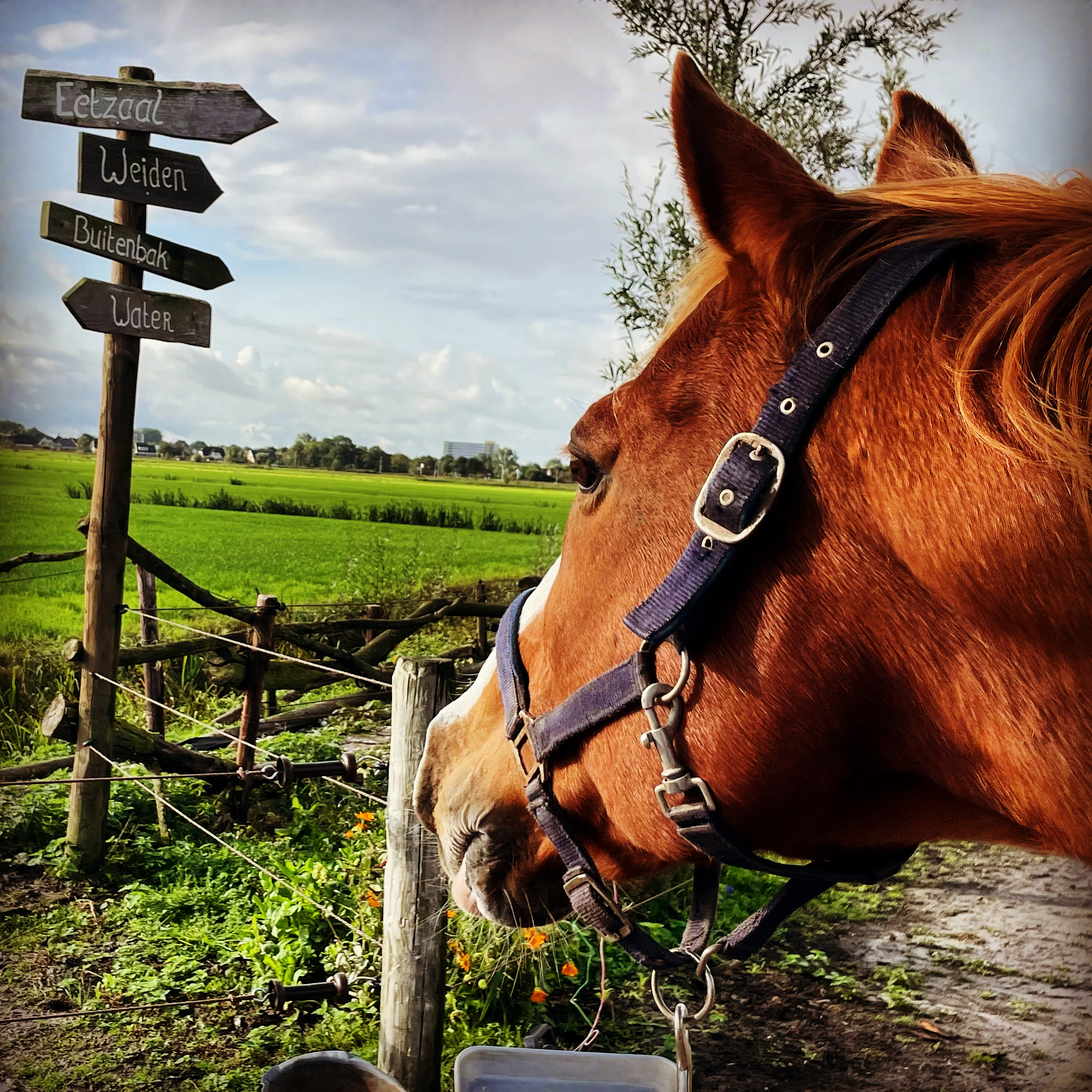 π lemonaide.vet update!