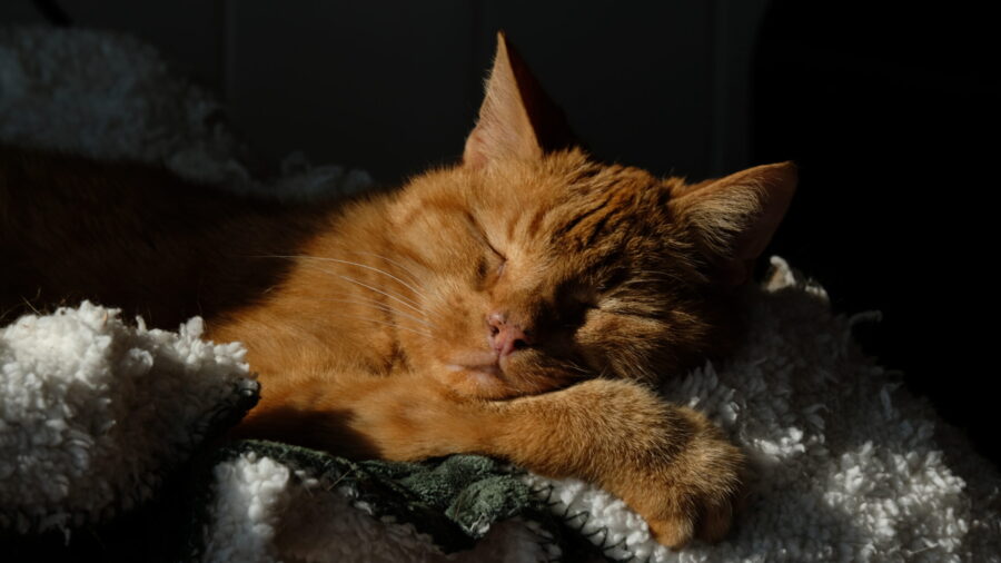 Sleepy Freddie
